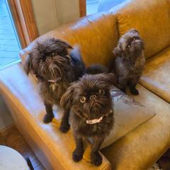 Aberdeen ( Pashka) - Brussels Griffon