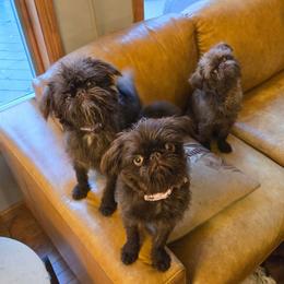 Aberdeen ( Pashka) - Brussels Griffon