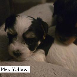 Mrs Yellow - Parti female Yorkshire Terrier puppy in Dover, Delaware from Lewis Precious Paws
