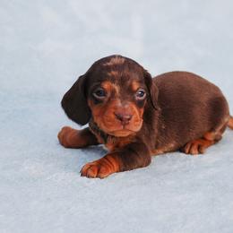 AKC Tito - Dapple male Dachshund puppy in Billings, Missouri from Bundles of Joy