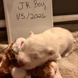 Boy 1 - male Samoyed puppy in Colorado Springs, Colorado from T&M Samoyeds