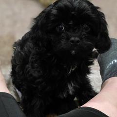 Jordan - Black and white male Cavapoo puppy in Seymour, Missouri from Fairview's Precious Pups