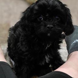 Jordan - Black and white male Cavapoo puppy in Seymour, Missouri from Fairview's Precious Pups