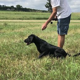 Journey - Labrador Retriever