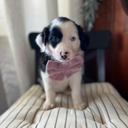 Ravioli - White and black female Bordoodle puppy in Valley Center, California from Circle R Valley Bordoodls