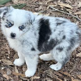 Cynthia - Blue merle female Miniature Australian Shepherd puppy in Patterson, North Carolina from DreamLine Aussies