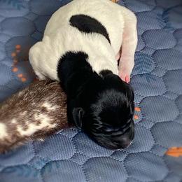 German Shorthaired Pointer Puppies from Thunder Mountain Gun Dogs
