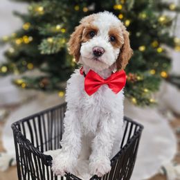 Brown - Cream male Labradoodle puppy in Payson, Utah from Utah County Labradoodles