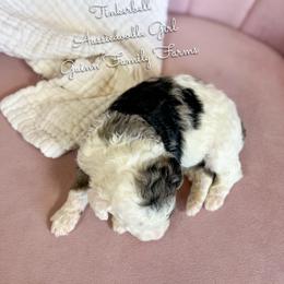 Tinker Bell - Blue merle female Aussiedoodle puppy in Grove, Oklahoma from Guinn Family Farms