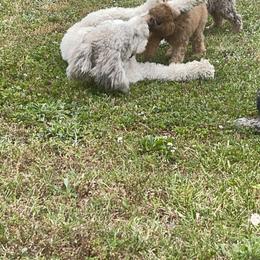 Golden Aussiedoodle and Goldendoodle Puppies from Law Doodles of SC