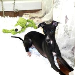 Winnie - Italian Greyhound