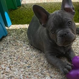Barkus - Blue male French Bulldog puppy in Metairie, Louisiana from Surcouf Frenchie’s
