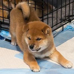 Rudo - Red male Shiba Inu puppy in Oceanside, California from Wagashiken