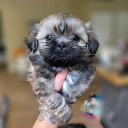 Donnie - Black gold and white male Shih Tzu puppy in Lancaster, Ohio from Wandering Tzu