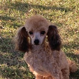 Norman - Poodle