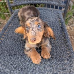 Aspen (chocolate and cream dapple) - Dapple female Dachshund puppy in Barstow, California from Samy's Dachshund Den
