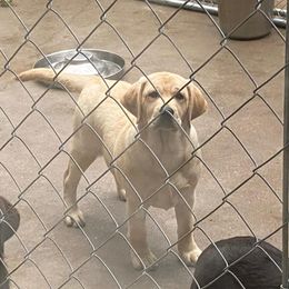 Beth - Labrador Retriever