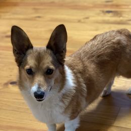 Rose - Pembroke Welsh Corgi