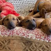 Azawakh Puppies from Azawakh Ayur-es-Sahel