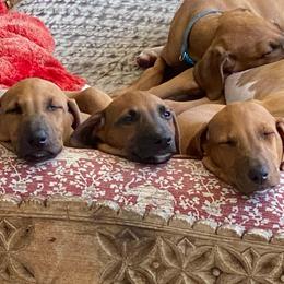 Azawakh Puppies from Azawakh Ayur-es-Sahel