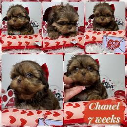 Chanel - Liver and white female Shih Tzu puppy in Coolidge, Arizona from Shih Tzu’s  ‘N’ Love