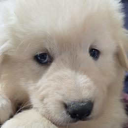 Boy 4 - White male Maremma Sheepdog puppy in Pocatello, Idaho from The Ewe Crew Homestead LLC