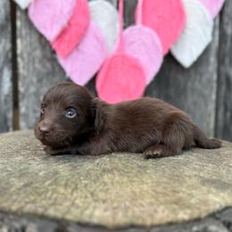 Boy 2 - Benjamin Bunny - Chocolate male Dachshund puppy in London, Kentucky from Steele Half Acre Homestead