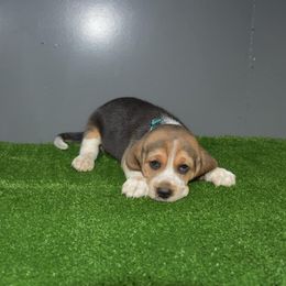 Green Collar Male - Beagle puppy from JLB Beagles & MBT