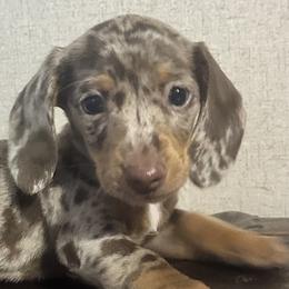 Dachshunds from Magnolia Kennels