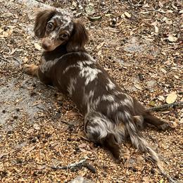 Dorinda - Dachshund