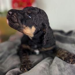 Girl 2 - female Poodle puppy in Middlebourne, West Virginia from El Silencio Standard Poodles