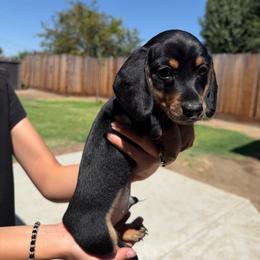 Woody - Black and tan male Dachshund puppy in Modesto, California from Raws Doxies
