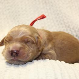 Red boy - Golden male Golden Retriever puppy in Landrum, South Carolina from Golden Dreams