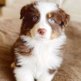Australian Shepherds and Miniature Australian Shepherds from Wine Cup Ranch Aussies
