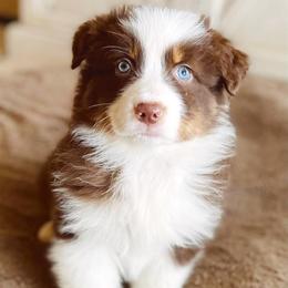 Australian Shepherds and Miniature Australian Shepherds from Wine Cup Ranch Aussies