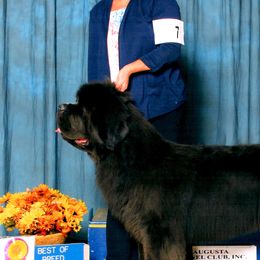 Newfoundlands from Furball Acres
