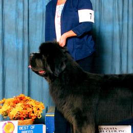 Newfoundlands from Furball Acres