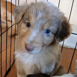 Asiago - Red merle male Australian Shepherd puppy in Pamplin, Virginia from Hope & Joy Acres