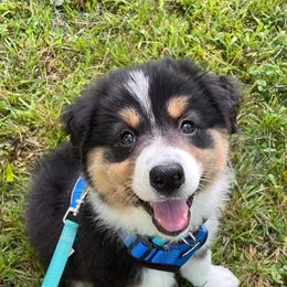 Australian Shepherds from Esprit De Corps Aussies