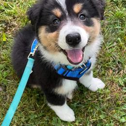 Australian Shepherds from Esprit De Corps Aussies