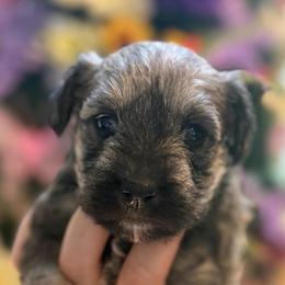 Liberty Salt Pepper ESA therapy lines - Gray male Schnoodle puppy in Temple, Texas from Schnauzers Of Taylor