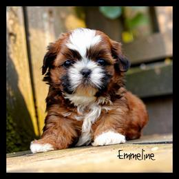 Emmeline - Liver female Shih Tzu puppy in Warren, Michigan from Danielle's Yorkie Babies