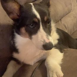 Pembroke Welsh Corgis from Lonesome Dogwood Corgis