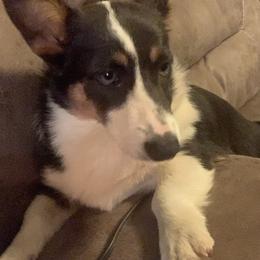 Pembroke Welsh Corgis from Lonesome Dogwood Corgis