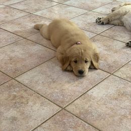Golden Retriever Puppies from Lake Champlain Goldens