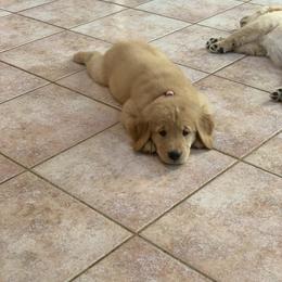 Golden Retriever Puppies from Lake Champlain Goldens