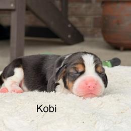 Kobi - Black tan and white male Beagle puppy in Mansfield, Missouri from Rippee Creek Kennel