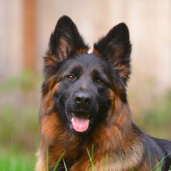 Java - German Shepherd