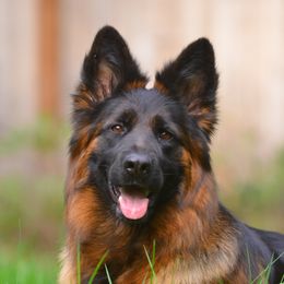 Java - German Shepherd