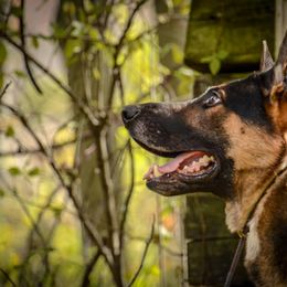 German Shepherd All Grown Up from Vom Feuerlands